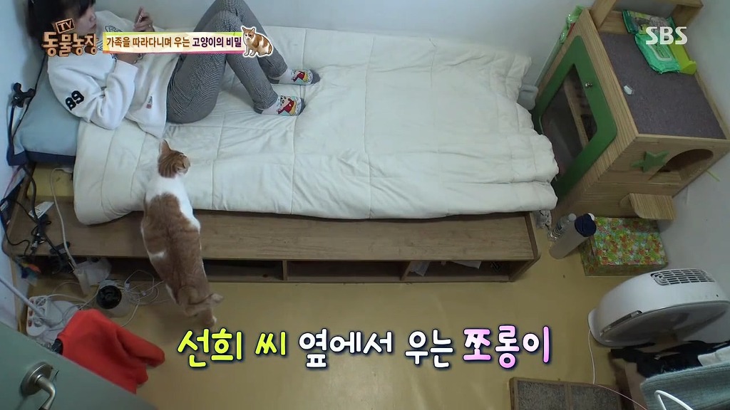 [동물농장] 존트 할말 다 하고 사는 수다쟁이 고양이 쪼롱이ㅋㅋㅋㅋ.jpg | 인스티즈