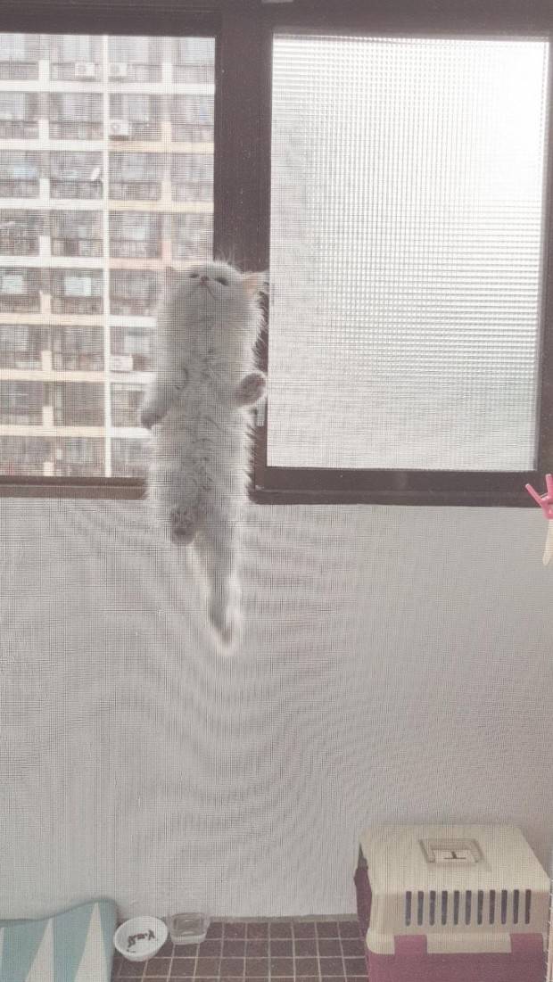 고양이 키우는 집 방충망 상황 | 인스티즈