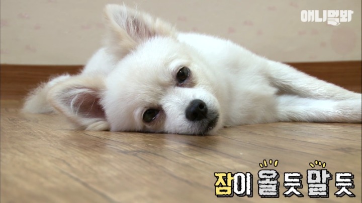 졸릴 때 건들면 열받는 강아지 | 인스티즈