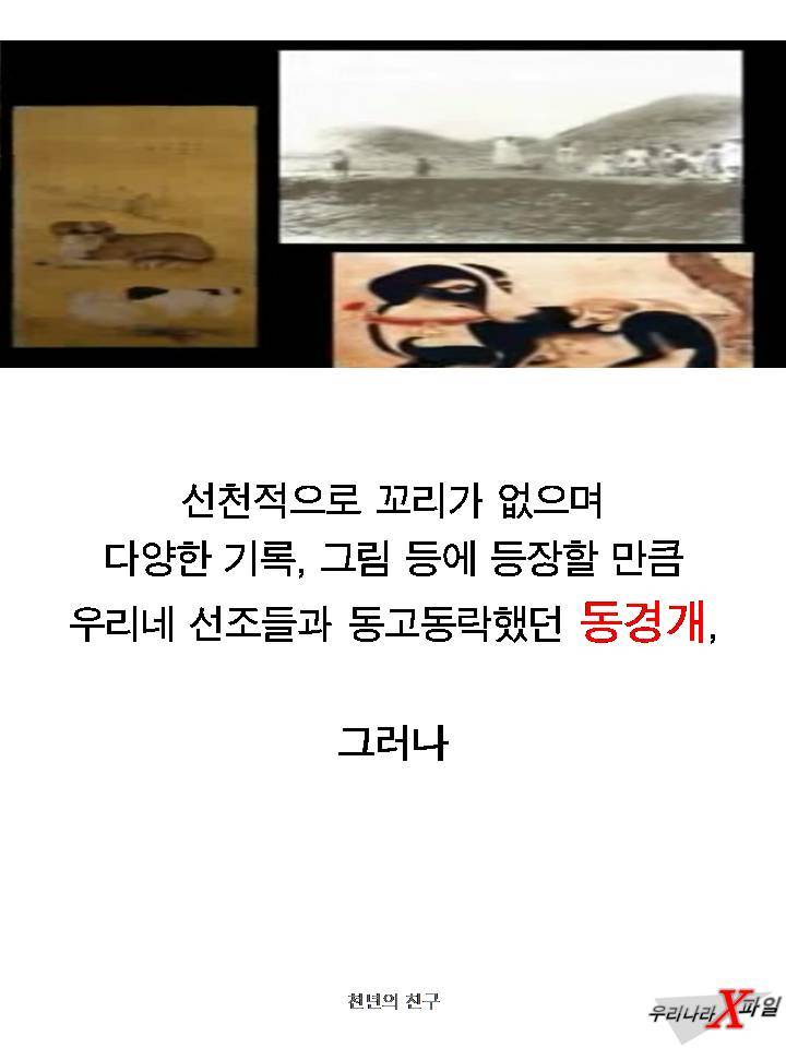 충격적인 개의 실체 ㄷㄷㄷㄷㄷ.JPG | 인스티즈