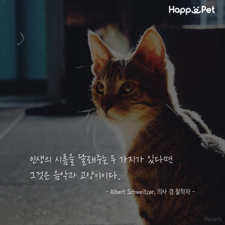 고양이를 사랑하는 사람들이 남긴 명언 | 인스티즈