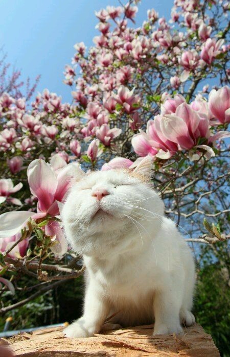 일본의 유명한 고양이 시로네코.jpg | 인스티즈