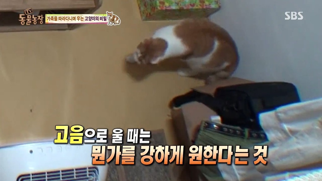 [동물농장] 존트 할말 다 하고 사는 수다쟁이 고양이 쪼롱이ㅋㅋㅋㅋ.jpg | 인스티즈