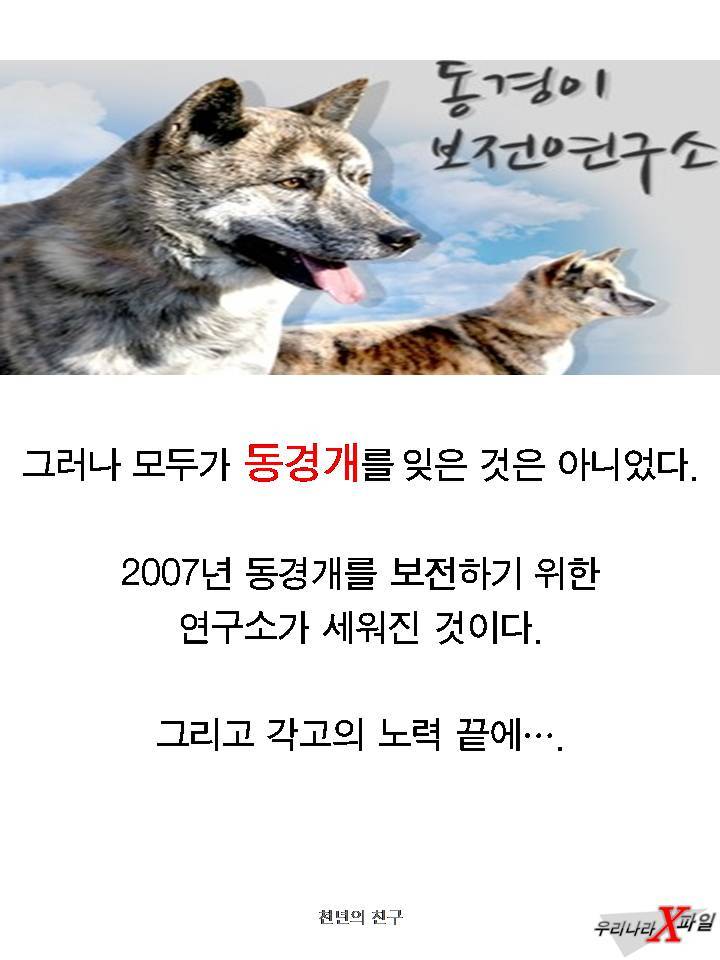 충격적인 개의 실체 ㄷㄷㄷㄷㄷ.JPG | 인스티즈