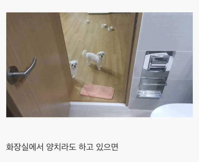 애완견을 키우는 이유 | 인스티즈