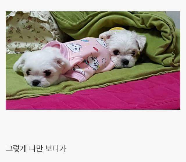 애완견을 키우는 이유 | 인스티즈