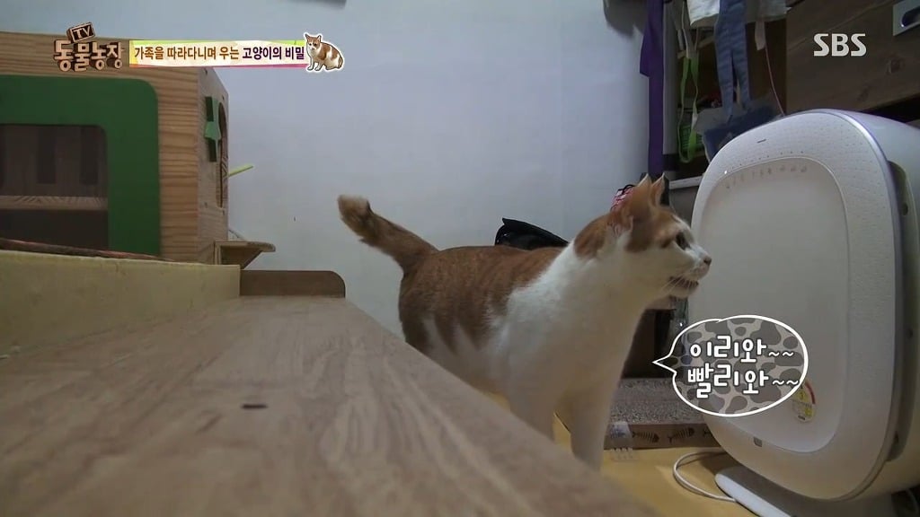 [동물농장] 존트 할말 다 하고 사는 수다쟁이 고양이 쪼롱이ㅋㅋㅋㅋ.jpg | 인스티즈