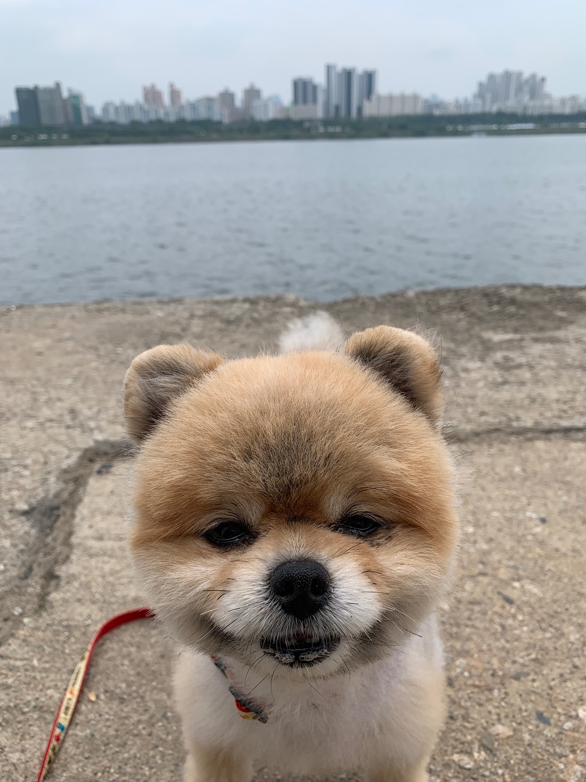 잠 안 와서 쓴 개뚱뚱한 강아지 입양기 | 인스티즈