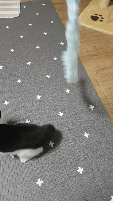 고양이 낚싯대 | 인스티즈