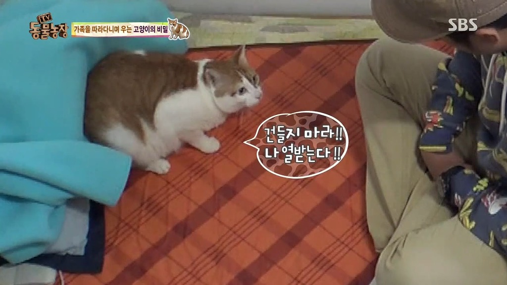 [동물농장] 존트 할말 다 하고 사는 수다쟁이 고양이 쪼롱이ㅋㅋㅋㅋ.jpg (스압) | 인스티즈