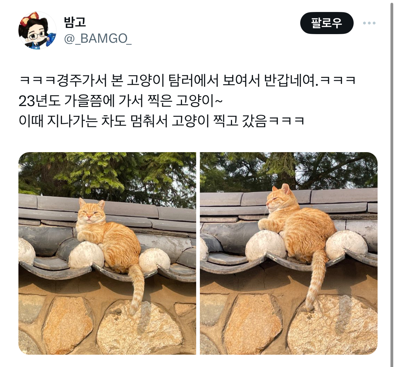 경주의 랜드마크 유명 고양이 | 인스티즈