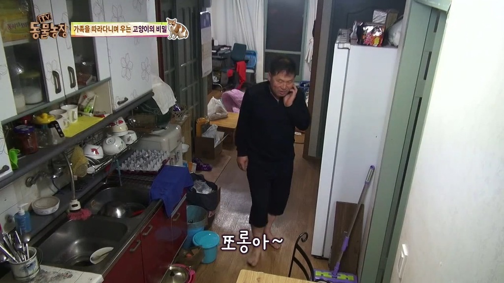 [동물농장] 존트 할말 다 하고 사는 수다쟁이 고양이 쪼롱이ㅋㅋㅋㅋ.jpg (스압) | 인스티즈