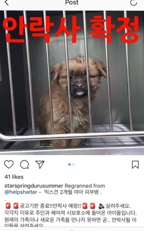 안락사확정된 아이들 보고가주라 ㅠㅠ 부탁해 | 인스티즈
