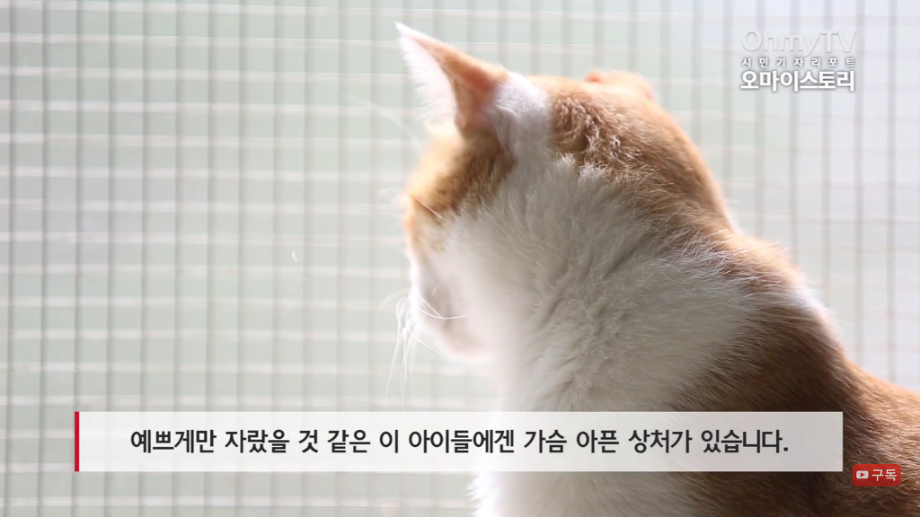 마산 애니멀 호더에게서 구조한 50여마리의 고양이들에게 손길을 내밀어주세요! 곧 쉼터가 폐쇄되어 아이들이 갈 곳이 없습니다 | 인스티즈