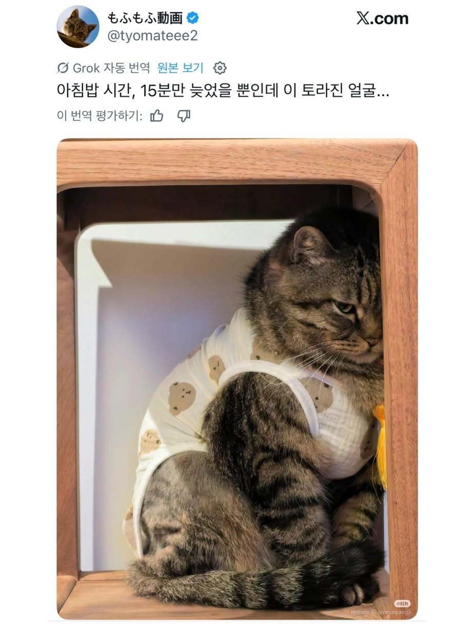 아침밥 시간, 15분만 늦었을 뿐인데 이 토라진 얼굴...jpg | 인스티즈