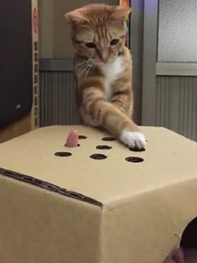 집사와 노는 고양이.gif | 인스티즈