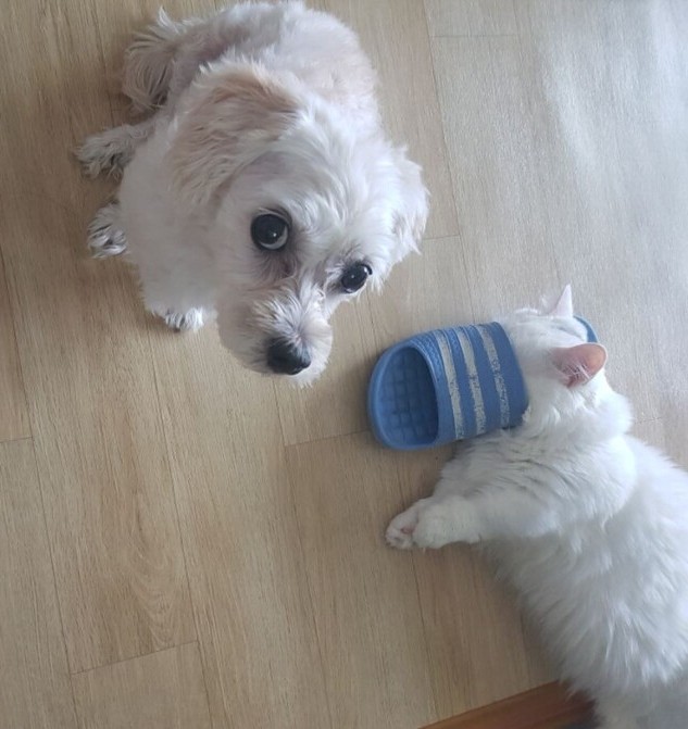 범죄를 저지른 댕댕이 | 인스티즈