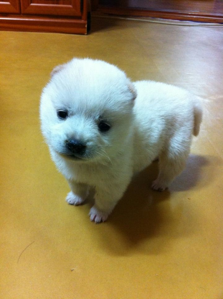 귀여운 댕댕이 | 인스티즈