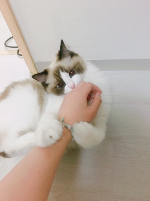 오동통한 고양이의 입술 ㅇㅅㅇ | 인스티즈