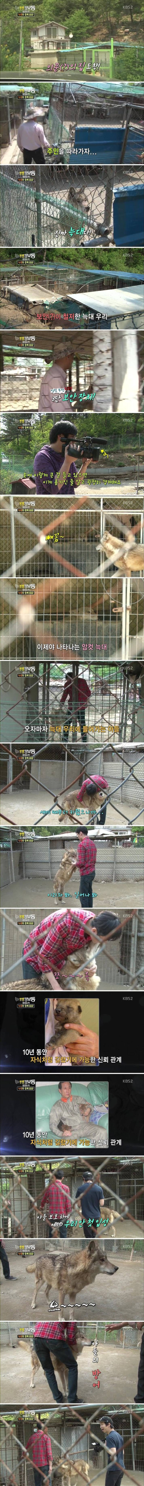 사기당해서 늑대를 키운 사람 | 인스티즈