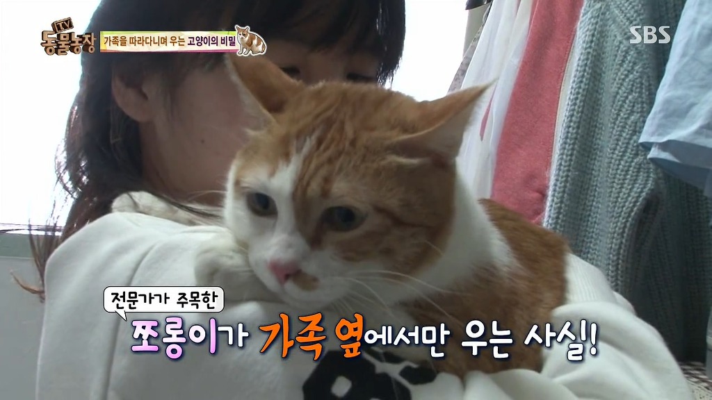 [동물농장] 존트 할말 다 하고 사는 수다쟁이 고양이 쪼롱이ㅋㅋㅋㅋ.jpg (스압) | 인스티즈