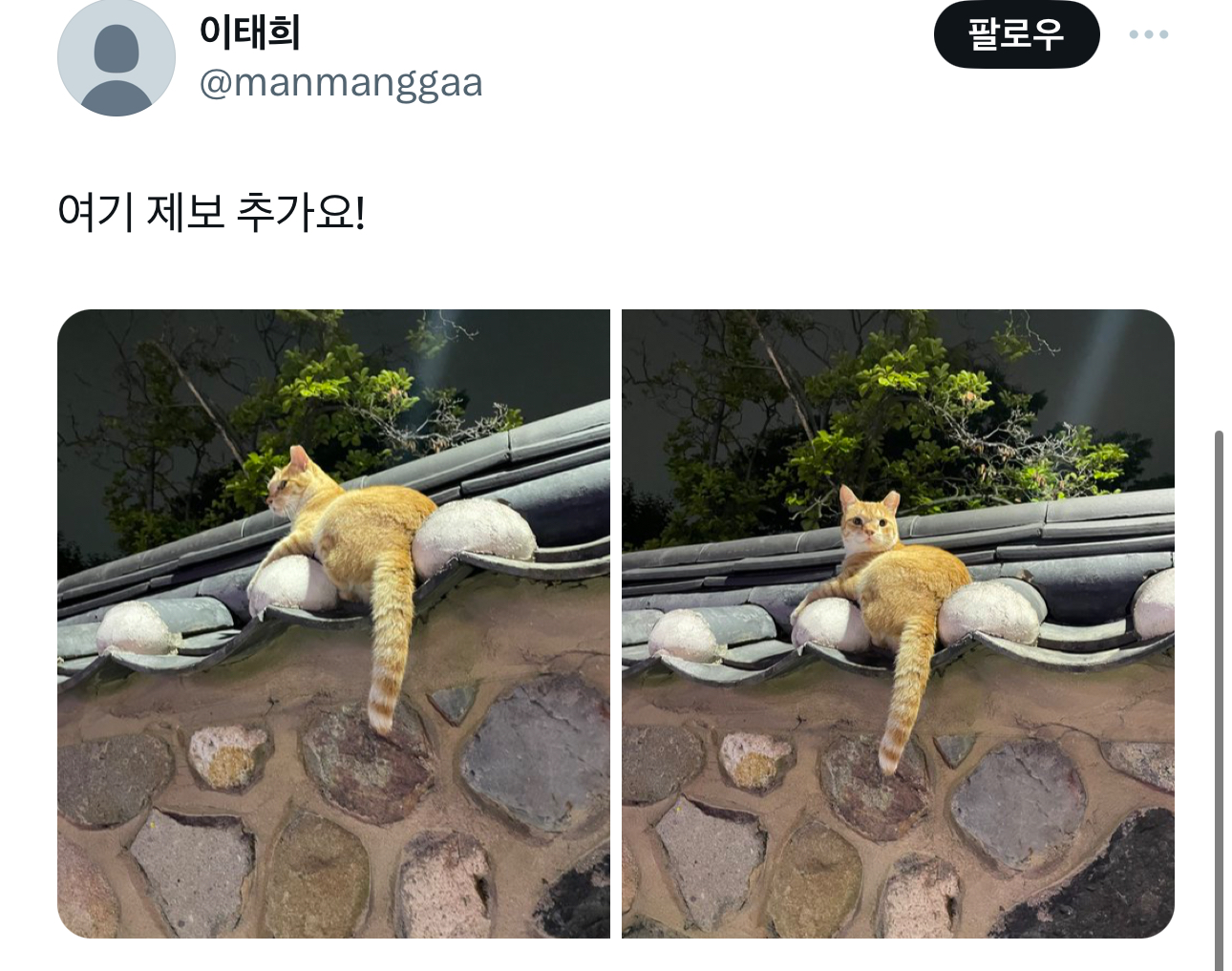 경주의 랜드마크 유명 고양이 | 인스티즈