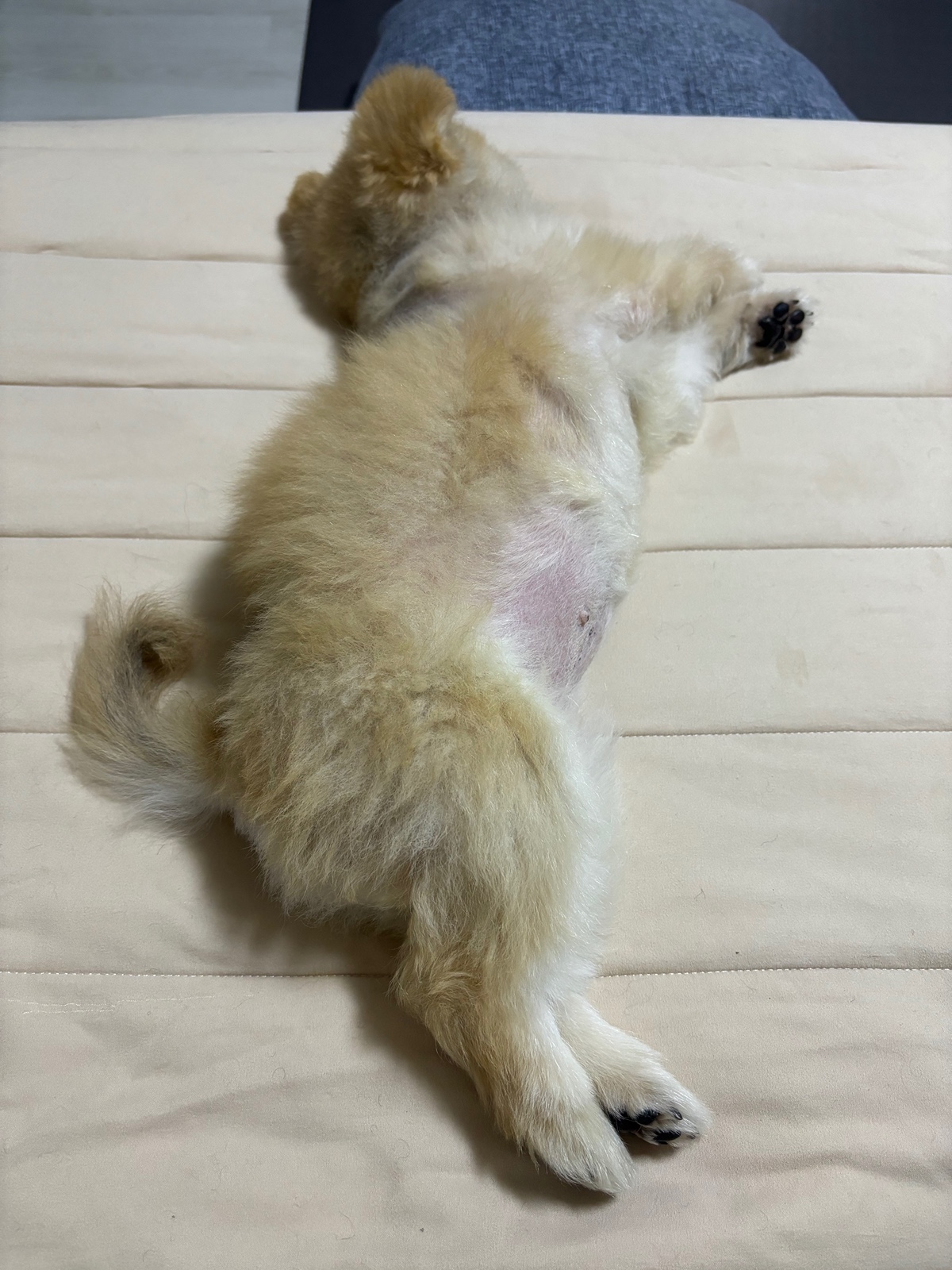 잠 안 와서 쓴 개뚱뚱한 강아지 입양기 | 인스티즈