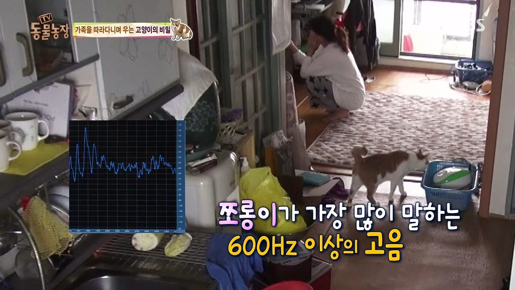 [동물농장] 존트 할말 다 하고 사는 수다쟁이 고양이 쪼롱이ㅋㅋㅋㅋ.jpg | 인스티즈