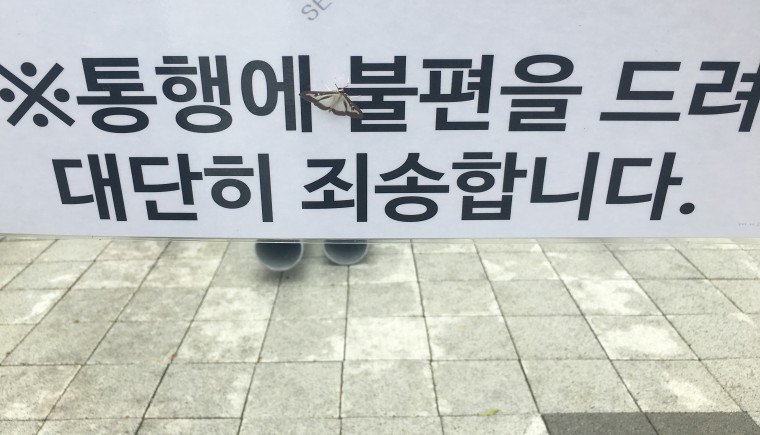 나방은 진짜 불을 좋아함 | 인스티즈