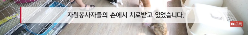 마산 애니멀 호더에게서 구조한 50여마리의 고양이들에게 손길을 내밀어주세요! 곧 쉼터가 폐쇄되어 아이들이 갈 곳이 없습니다 | 인스티즈