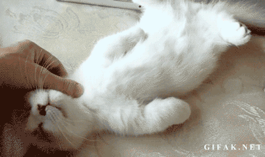 졸린 고냥이들.gif | 인스티즈