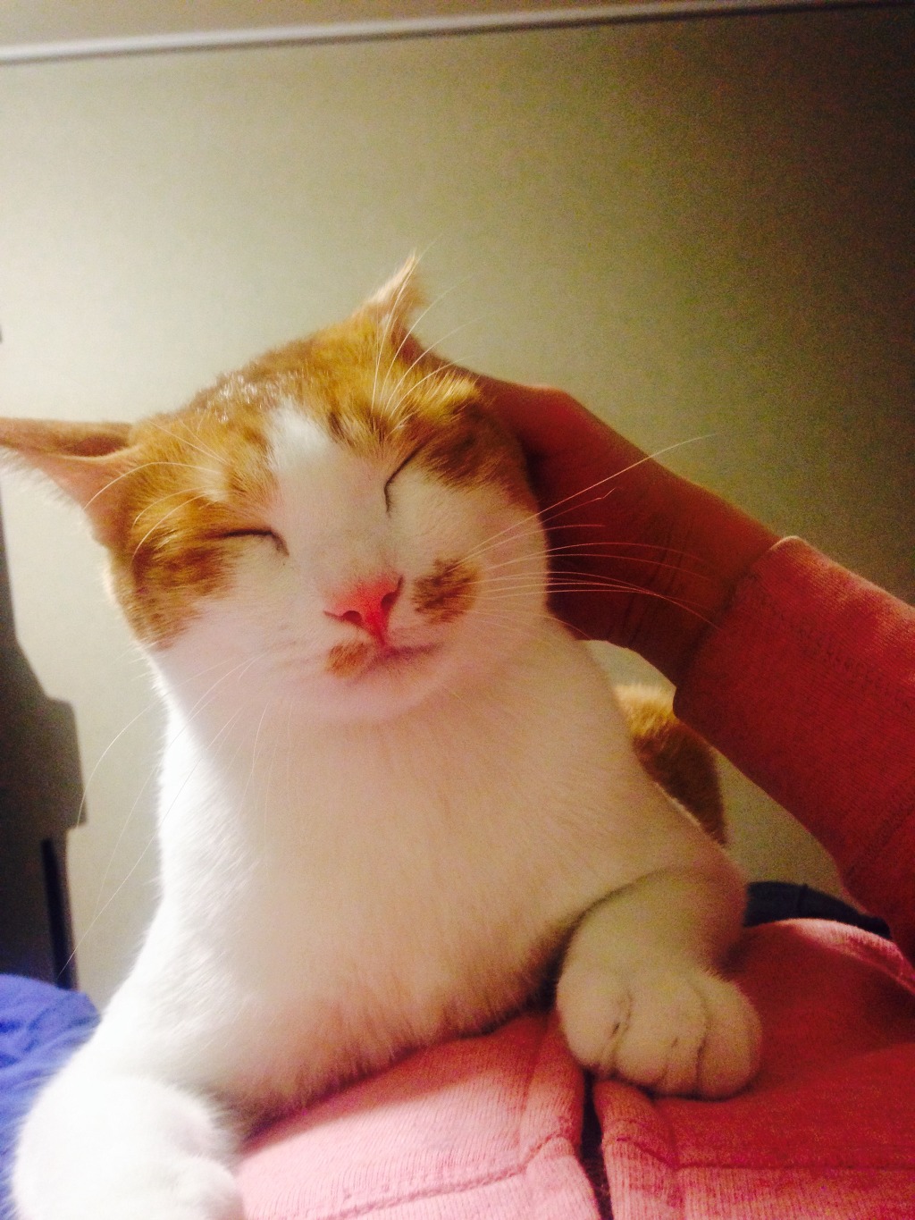 저도 고양이 | 인스티즈