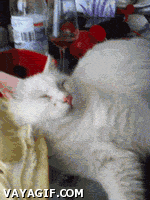 고양이 깨우는 방법.gif | 인스티즈