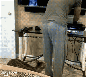 집사와 노는 고양이.gif | 인스티즈