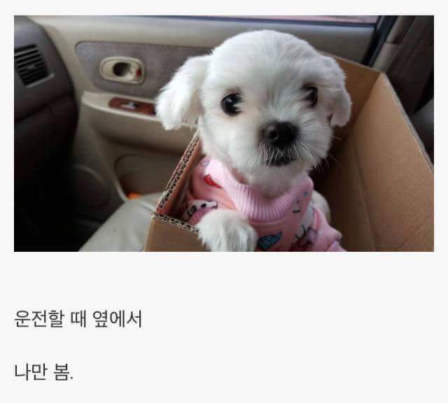 애완견을 키우는 이유 | 인스티즈