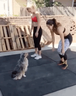 여름맞이 운동하는 멍멍이들 | 인스티즈