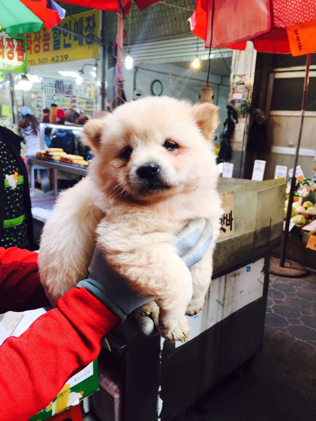 고먐미에게 맞고 우는 아기댕댕이 | 인스티즈