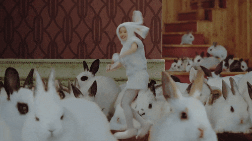 트와이스 애완동물 토끼 다현.gif | 인스티즈