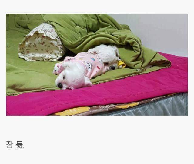 애완견을 키우는 이유 | 인스티즈
