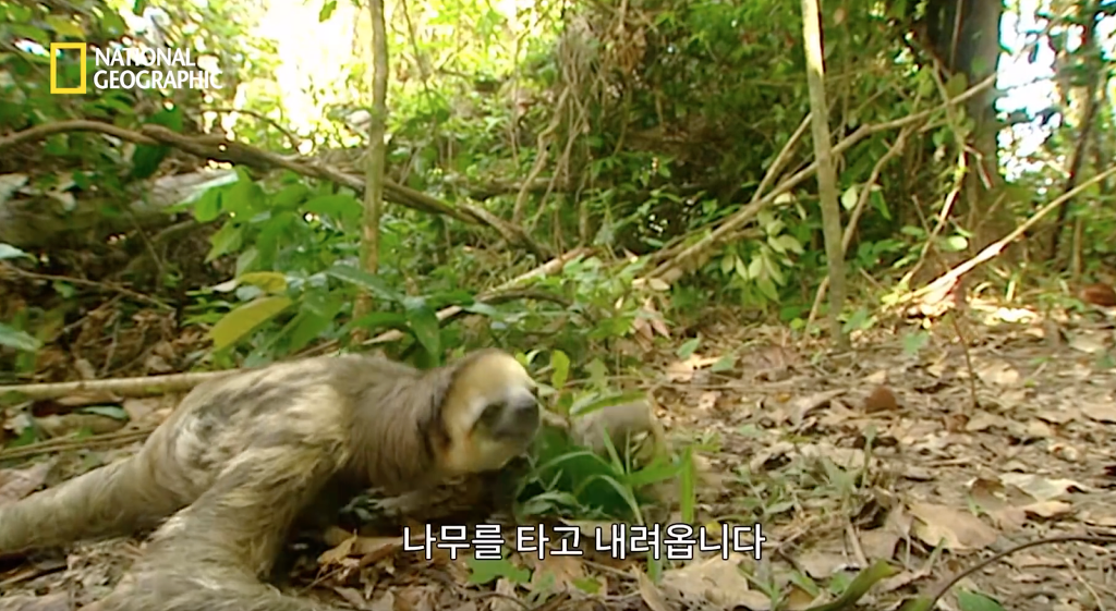 나무늘보 미워하지 않았으면 좋겠는 이유...jpg | 인스티즈