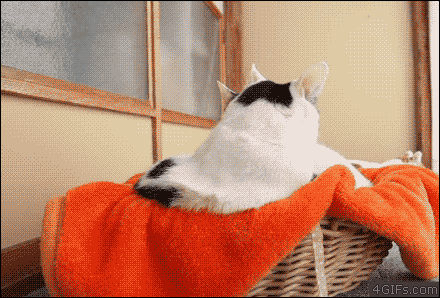 급 전투태세.gif | 인스티즈