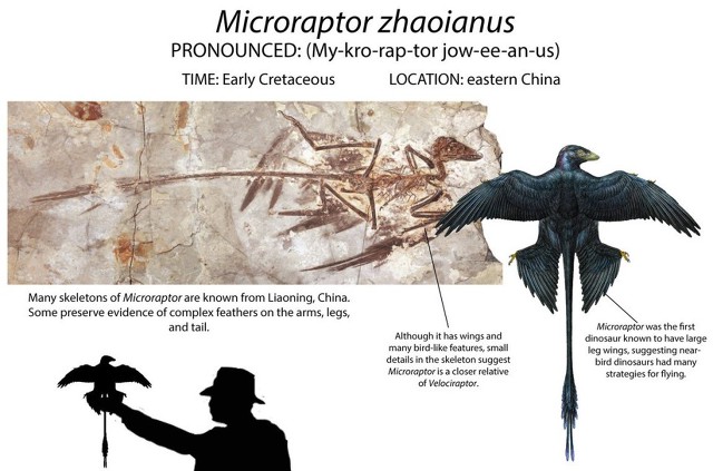 공룡에 대한 재미있는 상식 9가지 | 인스티즈
