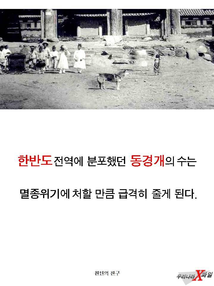 충격적인 개의 실체 ㄷㄷㄷㄷㄷ.JPG | 인스티즈