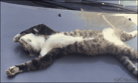 졸린 고냥이들.gif | 인스티즈