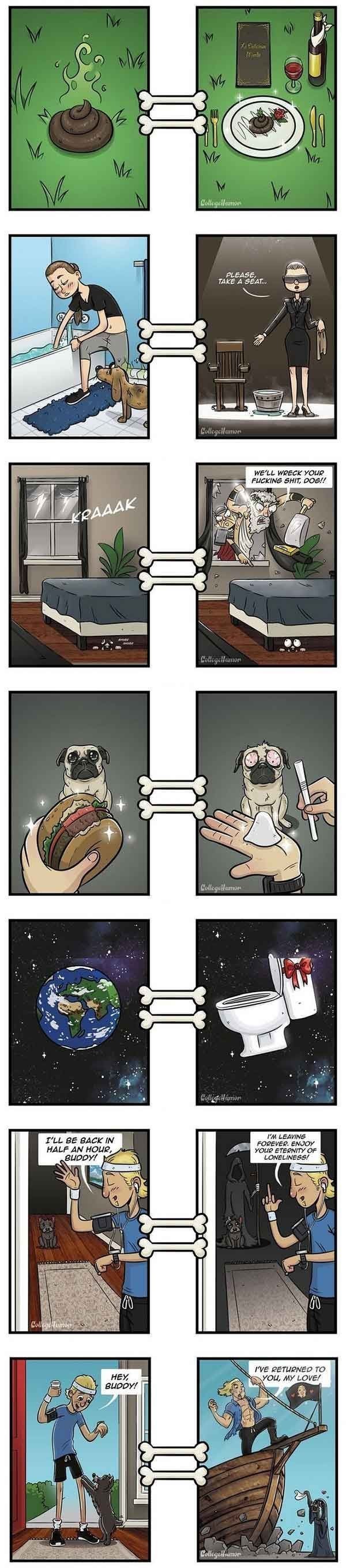 강아지가 보는 세상 | 인스티즈