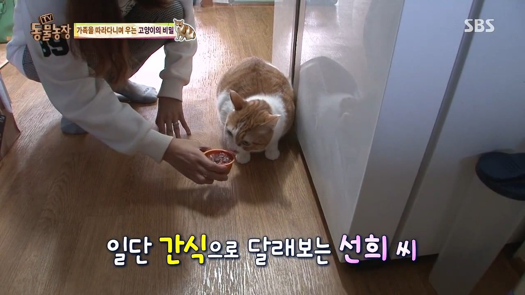 [동물농장] 존트 할말 다 하고 사는 수다쟁이 고양이 쪼롱이ㅋㅋㅋㅋ.jpg | 인스티즈