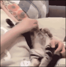 졸린 고냥이들.gif | 인스티즈