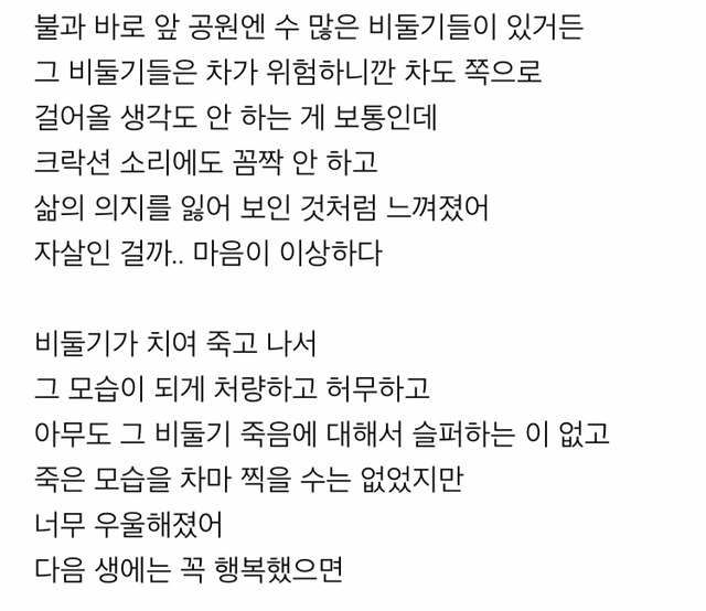 비둘기도 자살을 하니? | 인스티즈