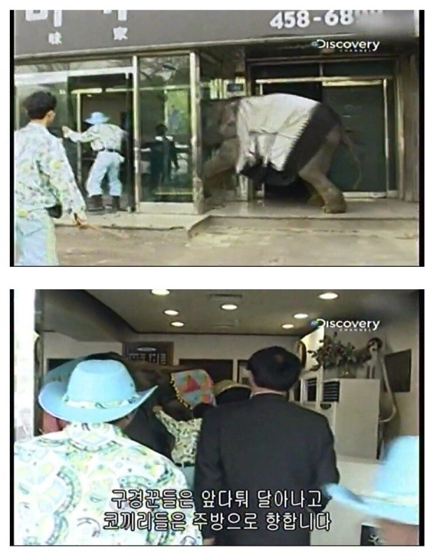 어린이대공원 코끼리 레전드 사건 jpg | 인스티즈