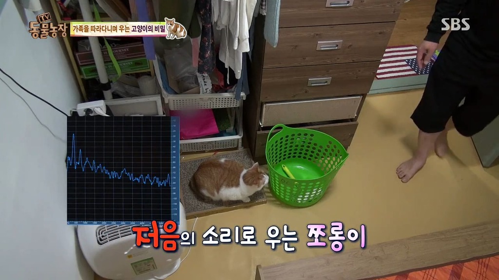 [동물농장] 존트 할말 다 하고 사는 수다쟁이 고양이 쪼롱이ㅋㅋㅋㅋ.jpg (스압) | 인스티즈